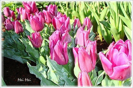 gambleGarden_purpleTulips.JPG