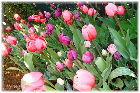 gambleGarden_pinkTulips.JPG