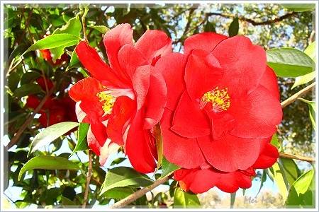 gambleGarden_camellia.JPG