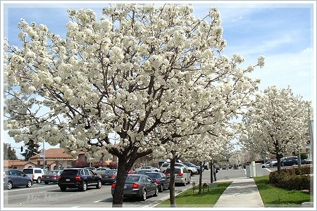 pearFlower_sidewalk1.JPG