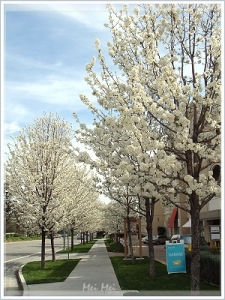 pearFlower_sidewalk4.JPG