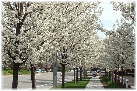 pearFlower_sidewalk3.JPG