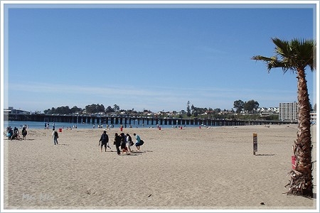 santaCruzBeach_tree.JPG