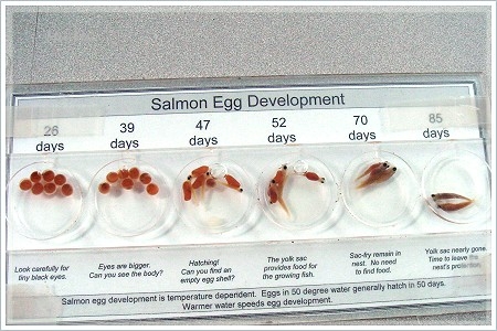 salmonHatchery_89d.JPG