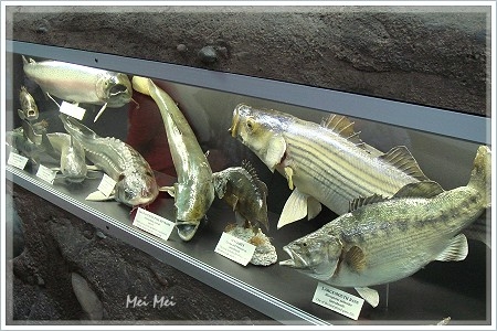 salmonHatchery_fish.JPG