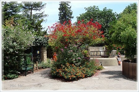 paloAltoZoo_flowers.JPG