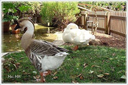 paloAltoZoo_goose.JPG