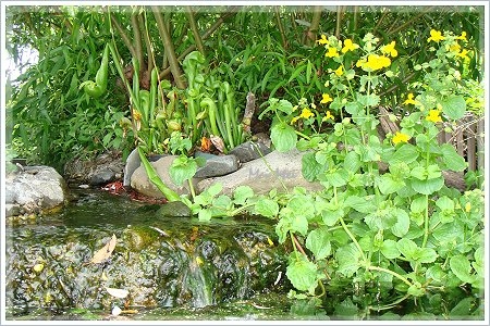 paloAltoZoo_water.JPG