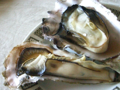 oyster01.JPG