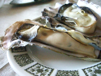 oyster02.JPG