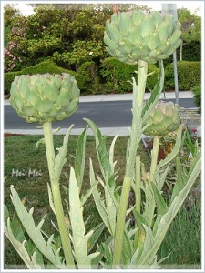 artichoke_big.JPG