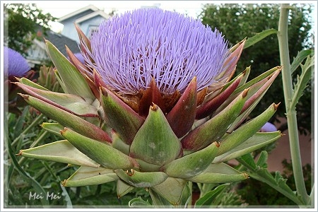 artichoke_flower.JPG