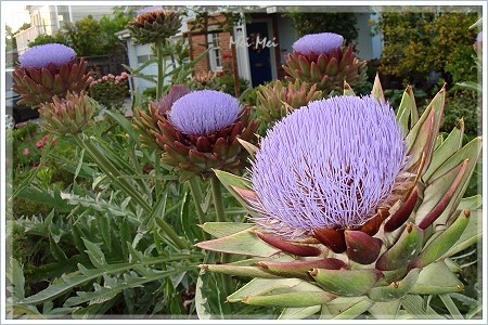 artichoke_flowers.JPG