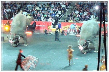 ringling_elephants.JPG