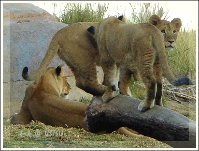 animalPark_lions.jpg