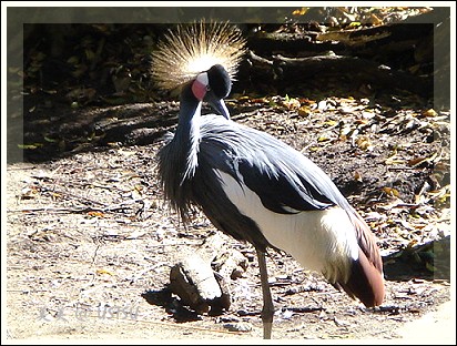 animalPark_crane.jpg