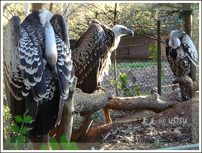 animalPark_vultures.jpg