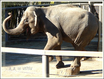 animalPark_elephant.jpg