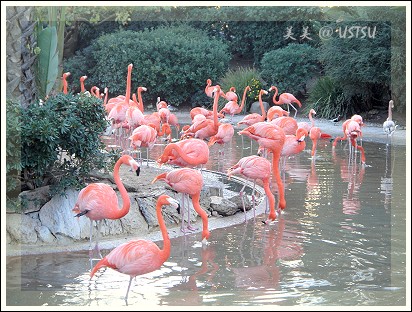 SeaWorld_flamingo.jpg