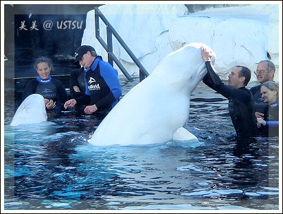 SeaWorld_whiteWhale.jpg