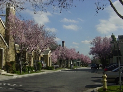 Spring 2005 014  (600 x 450).JPG