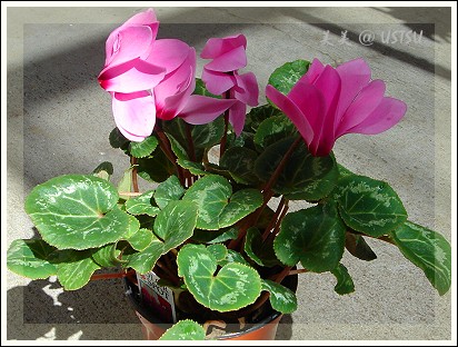 nueseryHomeDepot_cyclamen1.jpg