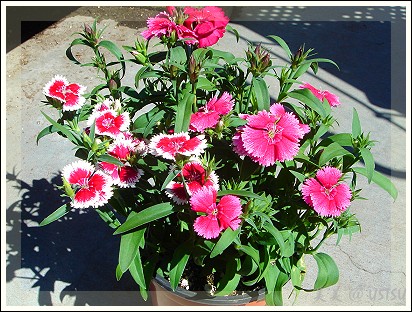 nueseryHomeDepot_dianthus.jpg