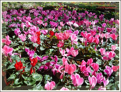 nueseryHomeDepot_cyclamen2.jpg