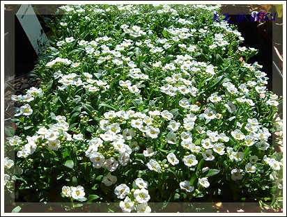 nueseryHomeDepot_alyssum.jpg