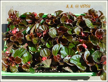 nueseryHomeDepot_begonia.jpg