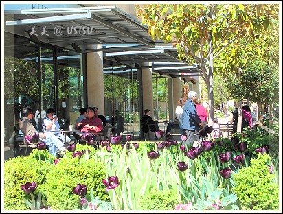 stanfordMall_tulips.jpg