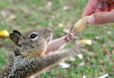 cutesquirel01.jpg