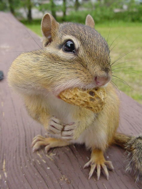 cutesquirel03.jpg