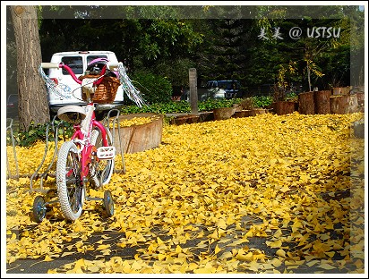 ginkgo_bike.jpg