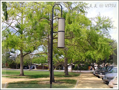 ginkgo_sidewalkSpring.jpg