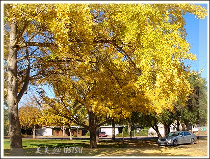 ginkgo_sidewalkFall.jpg