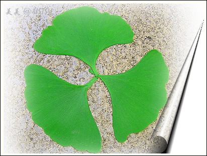 ginkgo_3leaves.jpg