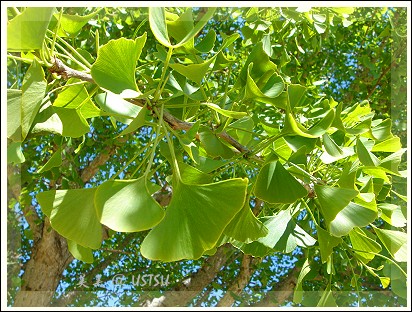 ginkgo_leavesSpring.jpg