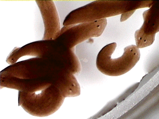 flatworm.gif