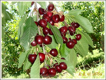 cherryPick_branch4.jpg