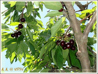 cherryPick_branch2.jpg