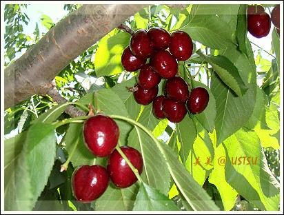 cherryPick_branch5.jpg