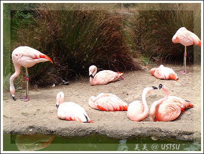 SFzoo_flamingo.jpg