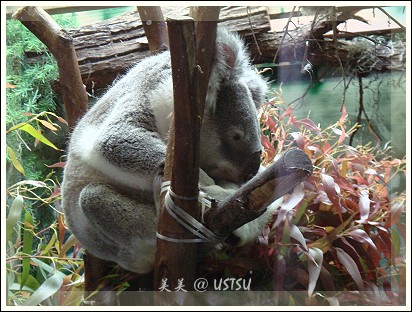 SFzoo_koala.jpg