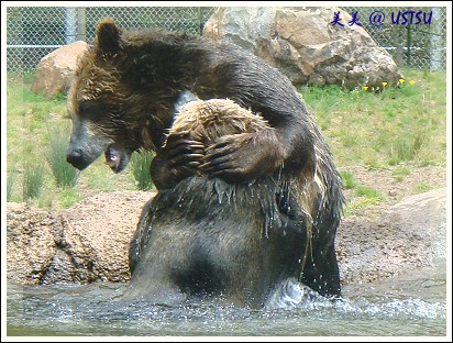 SFzoo_grizzlyBear.jpg