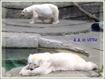 SFzoo_polarBears.jpg