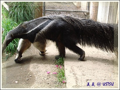 SFzoo_anteater.jpg