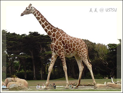 SFzoo_girafe.jpg