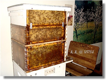 discoveryMuseum_bees.jpg