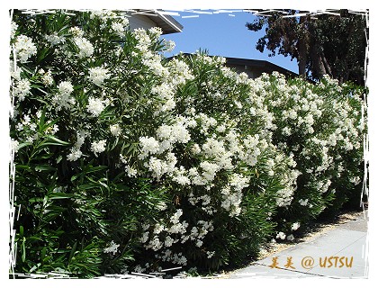 oleander_sideWalk.jpg